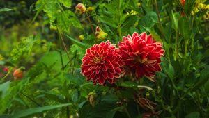 Preview wallpaper dahlias, flowers, plants, petals