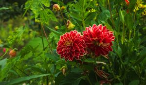 Preview wallpaper dahlias, flowers, plants, petals