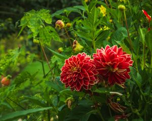 Preview wallpaper dahlias, flowers, plants, petals