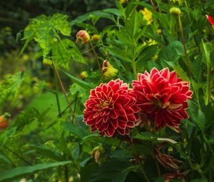 Preview wallpaper dahlias, flowers, plants, petals