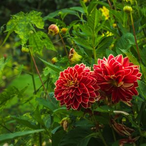 Preview wallpaper dahlias, flowers, plants, petals