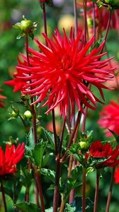 Preview wallpaper dahlias, flowers, red, bed, blur