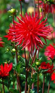 Preview wallpaper dahlias, flowers, red, bed, blur