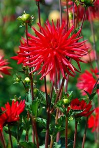 Preview wallpaper dahlias, flowers, red, bed, blur