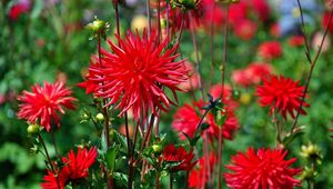 Preview wallpaper dahlias, flowers, red, bed, blur