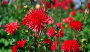 Preview wallpaper dahlias, flowers, red, bed, blur