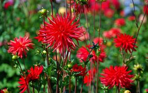 Preview wallpaper dahlias, flowers, red, bed, blur