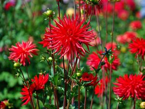 Preview wallpaper dahlias, flowers, red, bed, blur