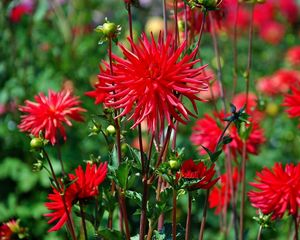 Preview wallpaper dahlias, flowers, red, bed, blur