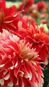 Preview wallpaper dahlias, flowers, red, flowing, flowerbed