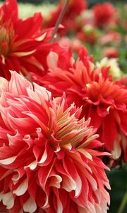 Preview wallpaper dahlias, flowers, red, flowing, flowerbed