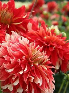 Preview wallpaper dahlias, flowers, red, flowing, flowerbed