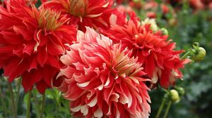 Preview wallpaper dahlias, flowers, red, flowing, flowerbed
