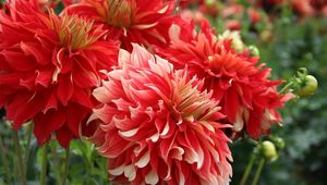 Preview wallpaper dahlias, flowers, red, flowing, flowerbed