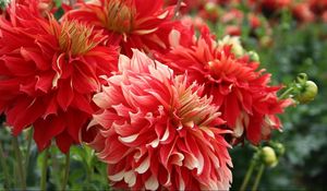 Preview wallpaper dahlias, flowers, red, flowing, flowerbed