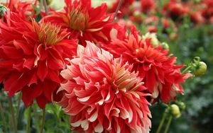 Preview wallpaper dahlias, flowers, red, flowing, flowerbed