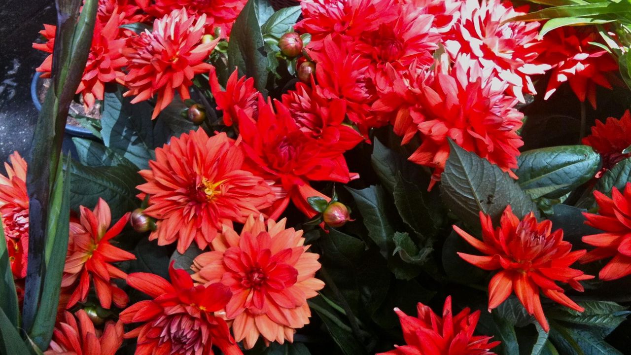 Wallpaper dahlias, flowers, red, flowerbed