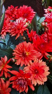 Preview wallpaper dahlias, flowers, red, flowerbed