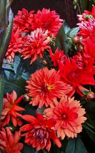 Preview wallpaper dahlias, flowers, red, flowerbed