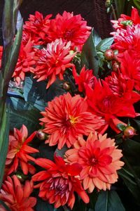 Preview wallpaper dahlias, flowers, red, flowerbed