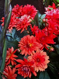 Preview wallpaper dahlias, flowers, red, flowerbed