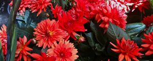 Preview wallpaper dahlias, flowers, red, flowerbed