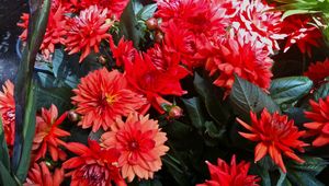 Preview wallpaper dahlias, flowers, red, flowerbed