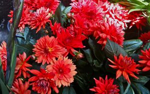 Preview wallpaper dahlias, flowers, red, flowerbed