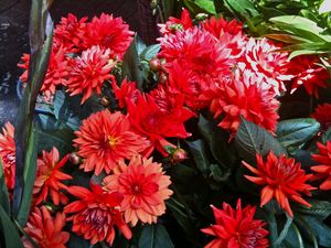 Preview wallpaper dahlias, flowers, red, flowerbed