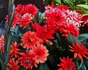 Preview wallpaper dahlias, flowers, red, flowerbed