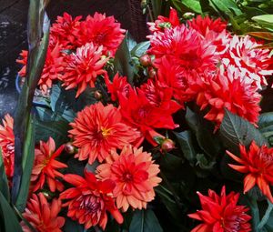 Preview wallpaper dahlias, flowers, red, flowerbed