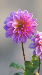 Preview wallpaper dahlias, flowers, stems, blurring