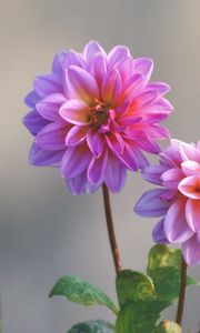 Preview wallpaper dahlias, flowers, stems, blurring