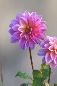 Preview wallpaper dahlias, flowers, stems, blurring