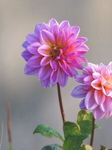 Preview wallpaper dahlias, flowers, stems, blurring