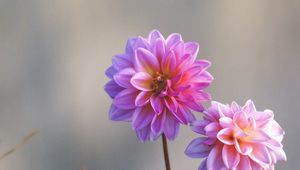 Preview wallpaper dahlias, flowers, stems, blurring