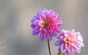 Preview wallpaper dahlias, flowers, stems, blurring