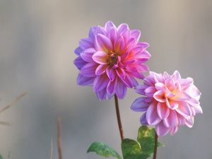 Preview wallpaper dahlias, flowers, stems, blurring