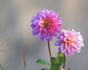 Preview wallpaper dahlias, flowers, stems, blurring