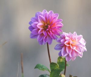 Preview wallpaper dahlias, flowers, stems, blurring