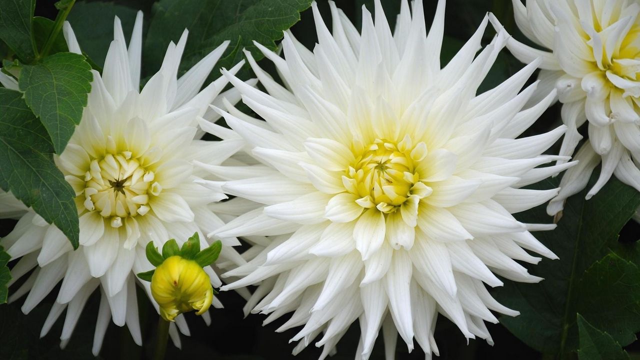 Wallpaper dahlias, flowers, white, green, close-up