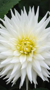 Preview wallpaper dahlias, flowers, white, green, close-up