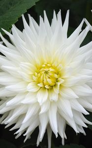 Preview wallpaper dahlias, flowers, white, green, close-up