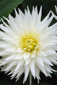 Preview wallpaper dahlias, flowers, white, green, close-up