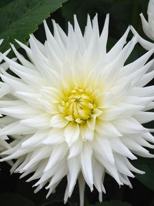 Preview wallpaper dahlias, flowers, white, green, close-up