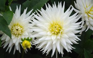 Preview wallpaper dahlias, flowers, white, green, close-up