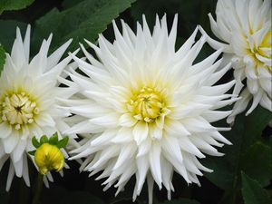 Preview wallpaper dahlias, flowers, white, green, close-up