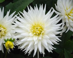 Preview wallpaper dahlias, flowers, white, green, close-up