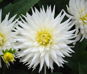 Preview wallpaper dahlias, flowers, white, green, close-up