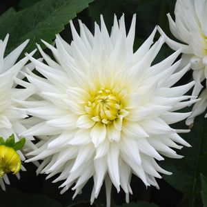 Preview wallpaper dahlias, flowers, white, green, close-up